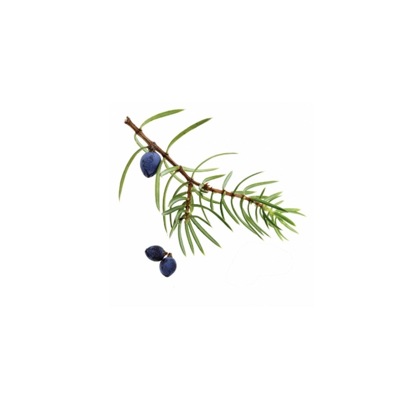 dōTERRA Juniper Berry Essential Oil 5ml - Anjelstore